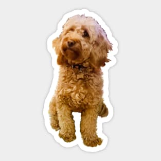 Cavapoo Cavoodle puppy in green - cute cavalier king charles spaniel Sticker